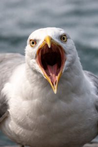 screeching seagull 