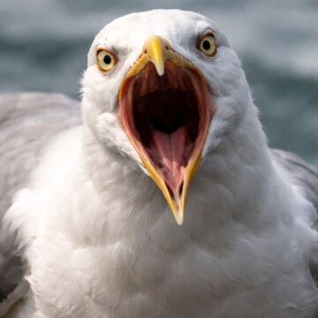 A letter of an immature person …